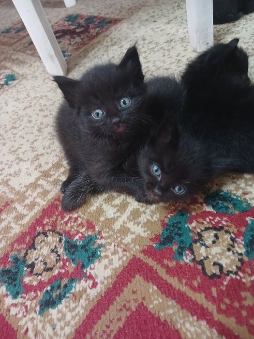 Отдам котят бесплатно