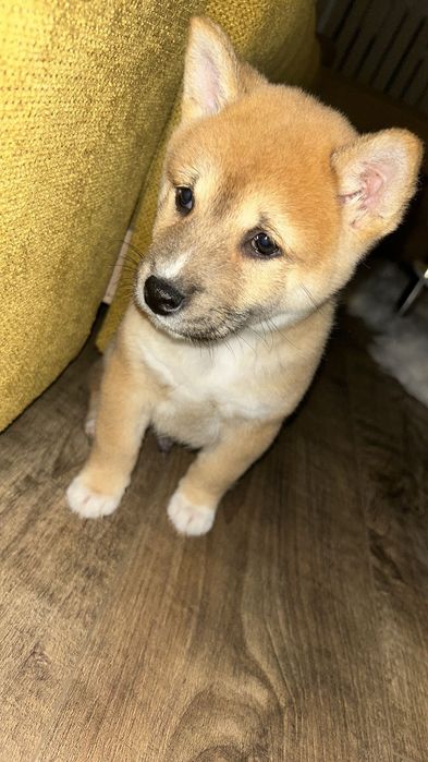 Шиба Ину момченце