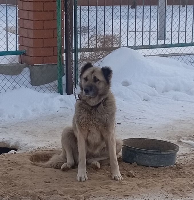 Кавказкая овчарка требуеться кобель для вязки.