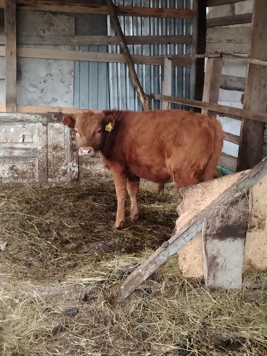 Бычок годовалый м
