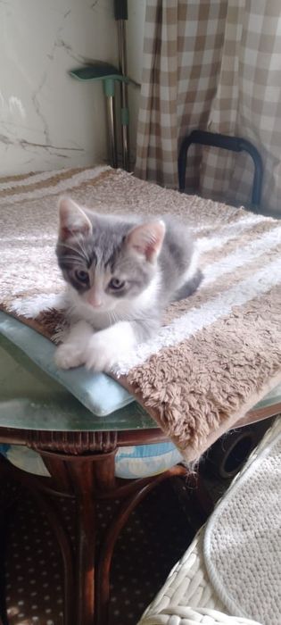 Отдам котенка в добрые руки
