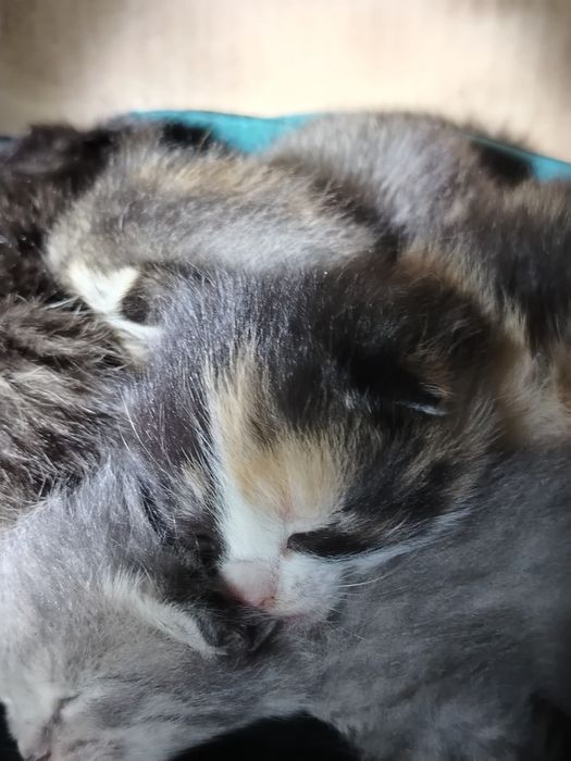 Котята. Очень необычный раскрас. 5 шт. Пока на выбор.