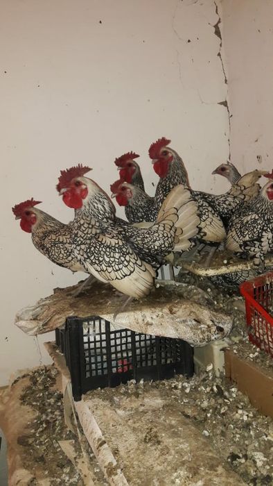 Петушки сибрайт срочно