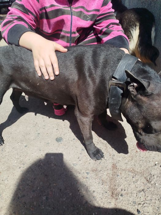 Питбуль бесплатно