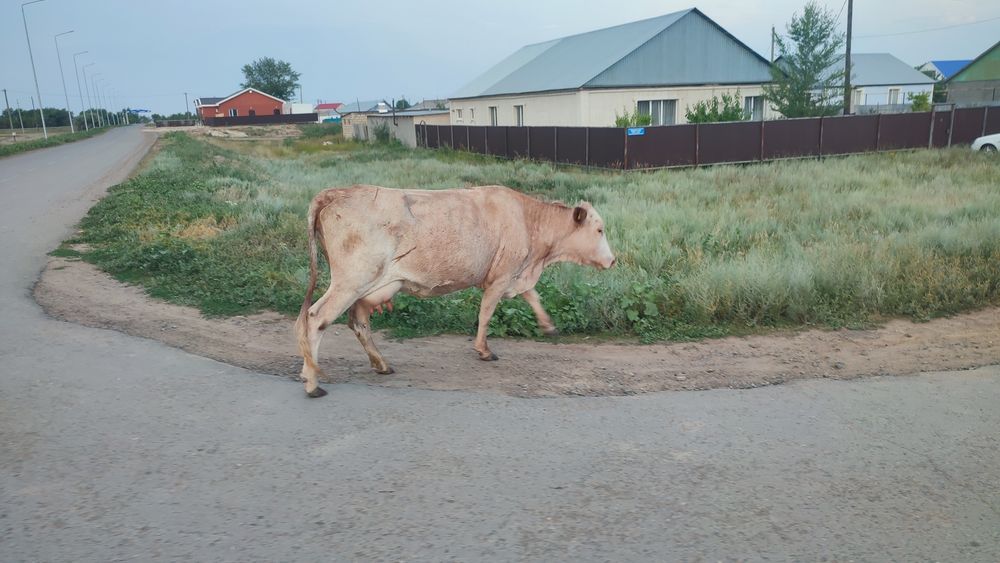 Корова дойная 2 отела
