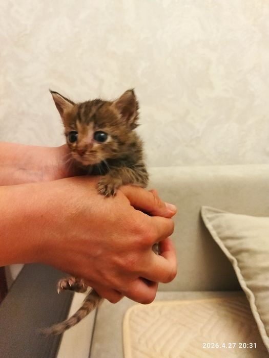 Малыши ищут дом.