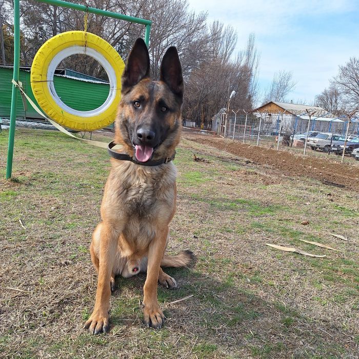 Белгейски овчарка малинуа