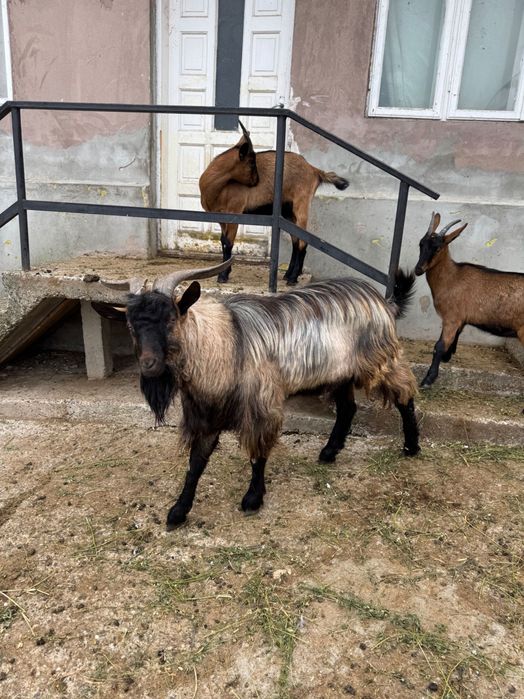 Țap - 1 an jumatate