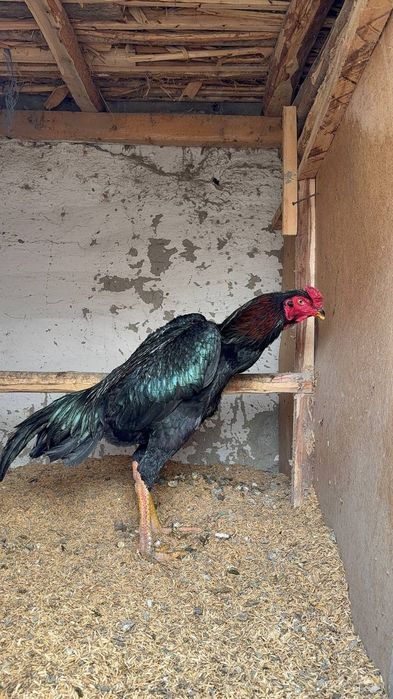 Июнь дакан шожеси