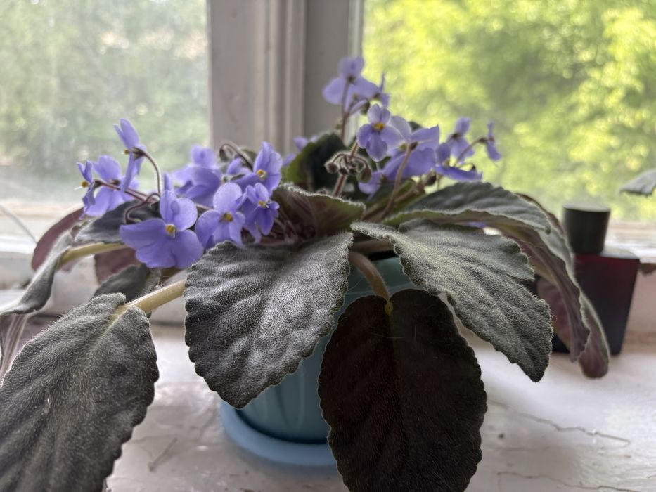 Продам комнатные растения