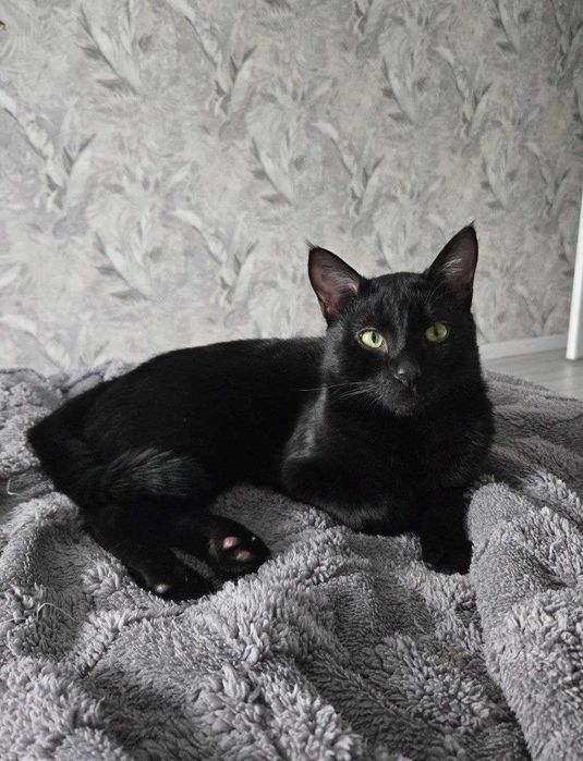 Ласковый котик ищет дом, кастрирован
