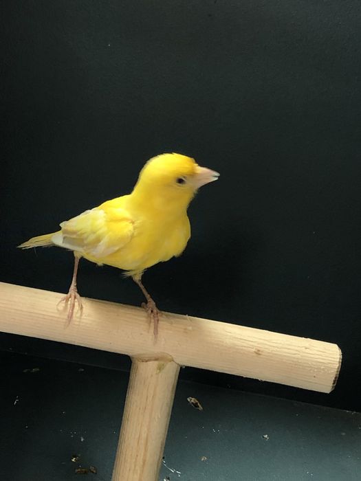 Канарейка кенор (самец)