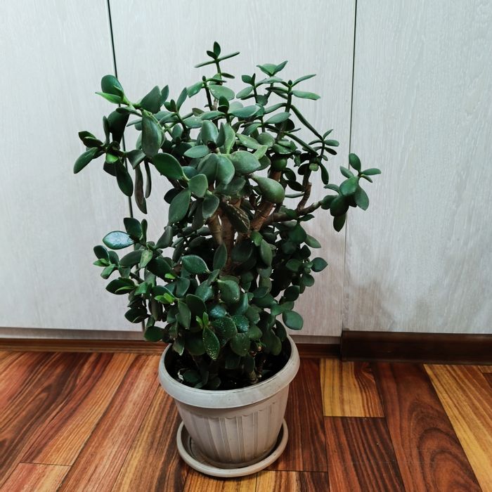 Комнатные растения -Денежное дерево