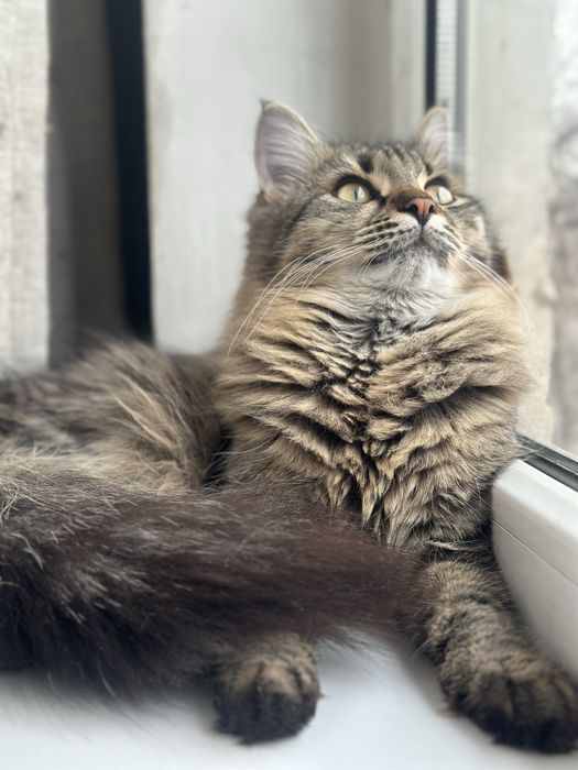 Кошечка Николь , 8 месяцев