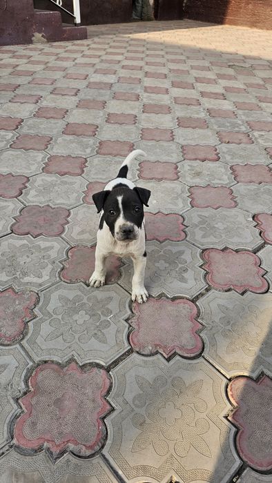 Pitbull  2oylik o'tgan