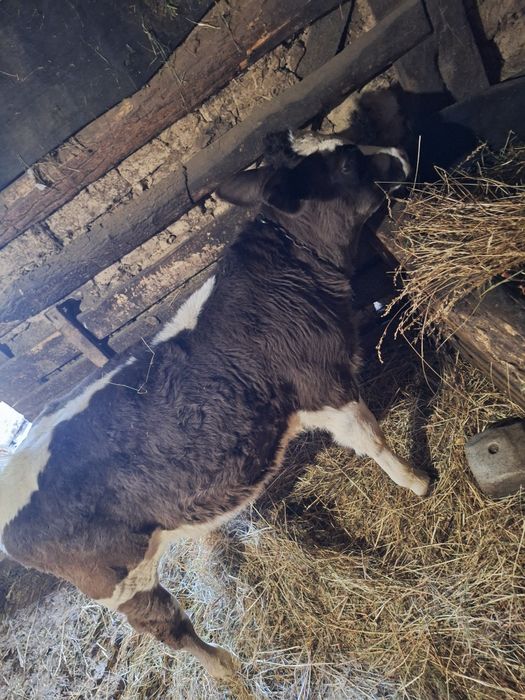 Vând vițel  4 luni