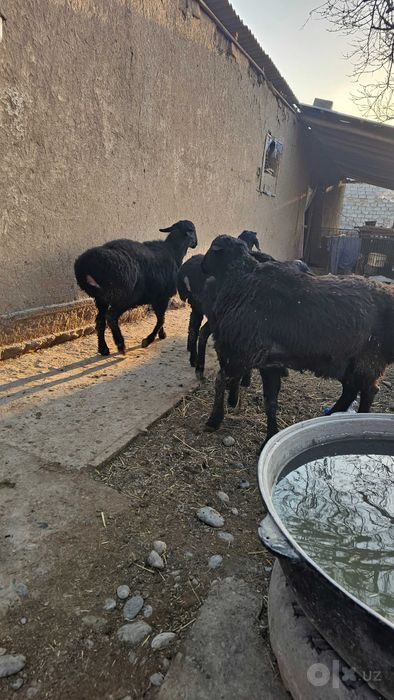 Quzi quchqorlar qurbonlikga zotga ham sotiladi  30/40/50/60/70 kiloli