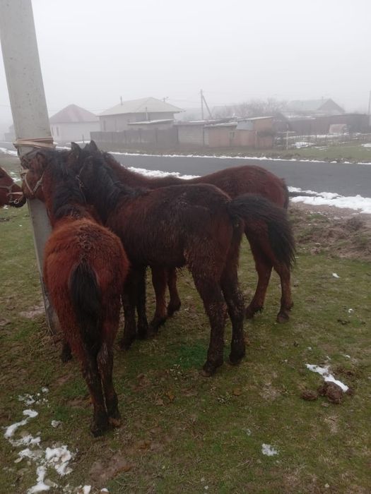 Тайлар бар, дені сау мал