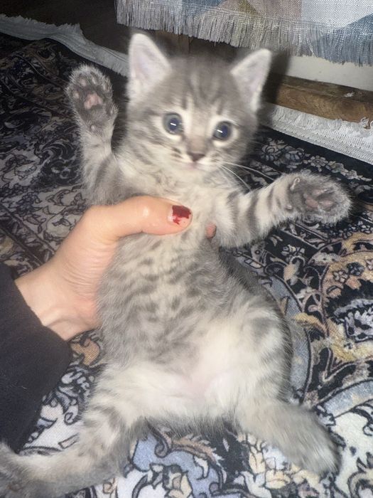 Отдам кошечек  бесплатно)))