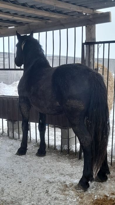 Продам жеребца тяжеловоз