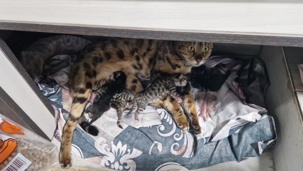 Бенгальские котята