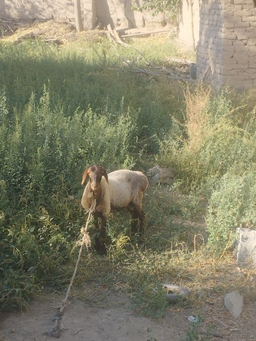 Mana shu quchqor sotiladi