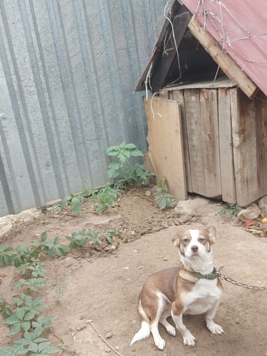 Отдам в хорошие руки собачку