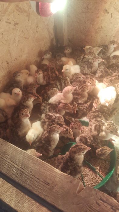 Индюк  Үндік  күрке тауық