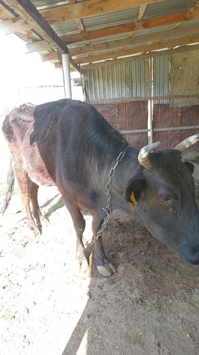 Сиыр сатылады бызауымен