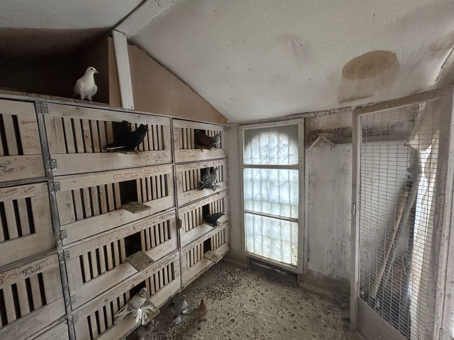 Продам две голубятни