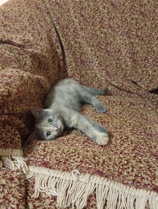 Котенок бесплатно