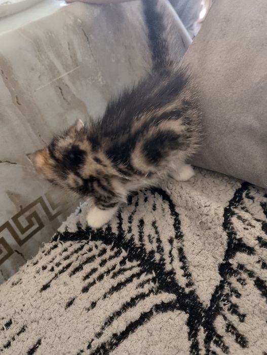 Котята породистые