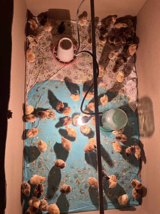 Кучинский балапан сатылады