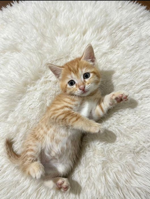 Отдам котят в хорошие руки