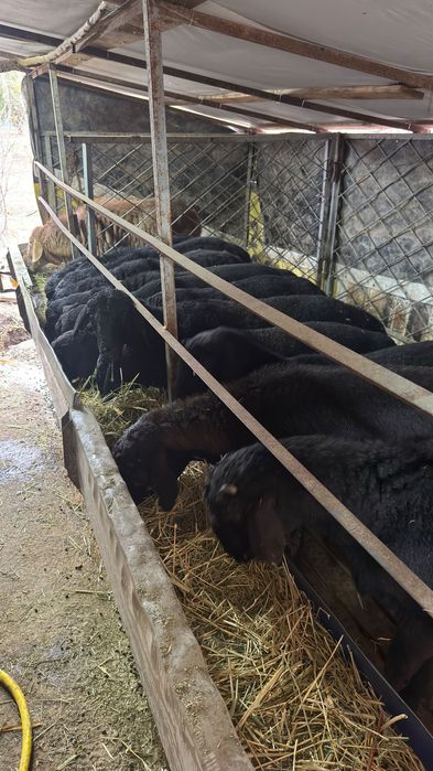 Арвшан кучкорлар сотилади