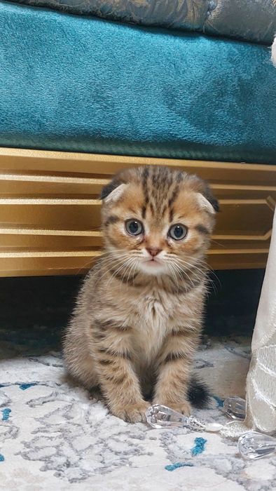 Mushuk Scottish Fold sotiladi o'g'il bola