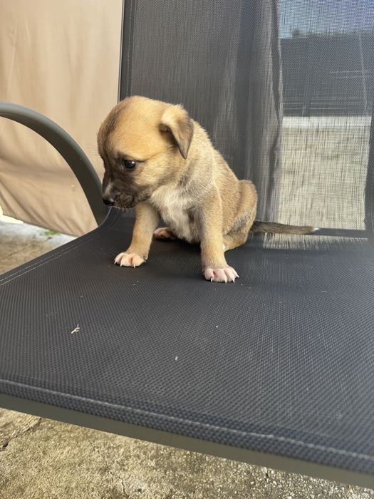 Donez catei mama este malinois si tatal ciobanesc de bucovina
