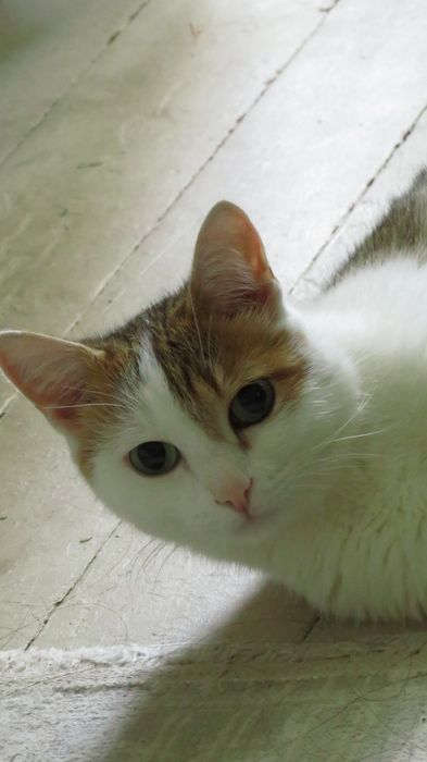 Отдам кота в добрые руки