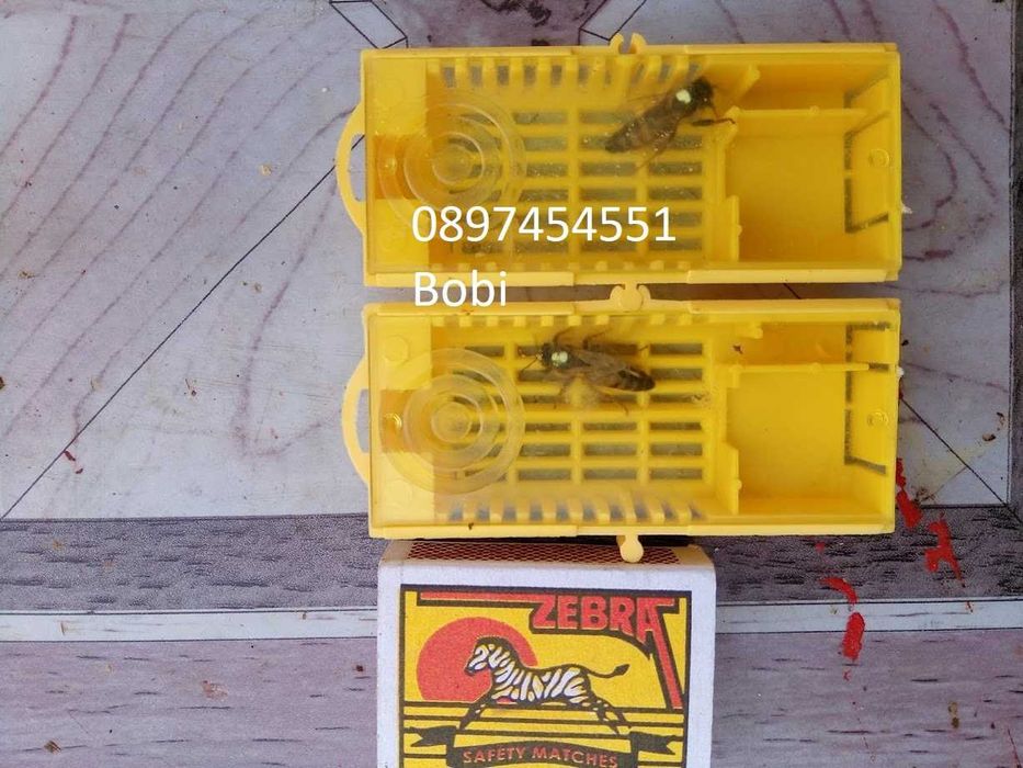 Малки Пчелни Семейства Отводки