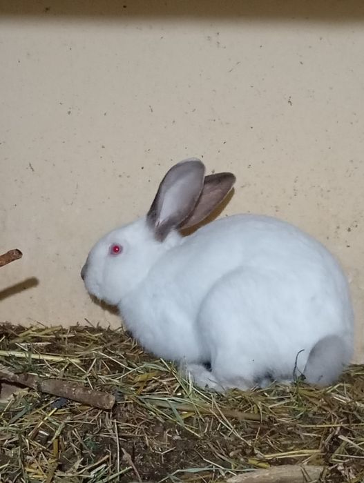 Quyon oilasi bilan sotiladi bitta erkak ikkita urgʻochi va bolalari