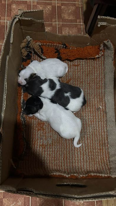 Кученца джак ръсел териер