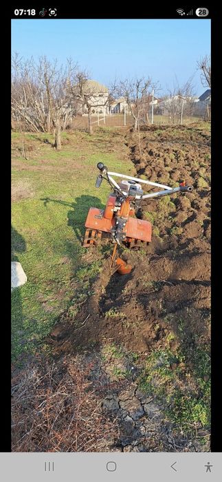 Toaletez pomi fructiferi