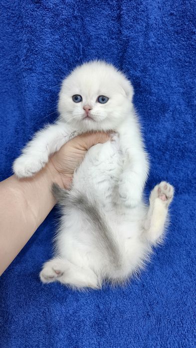 Продаётся элитный котёнок скоттиш-фолд мальчик