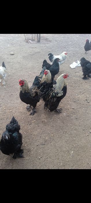 Брама птица 6000