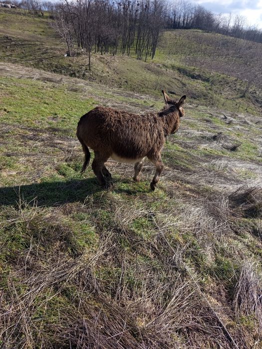 Vând măgar stă în oi și capre