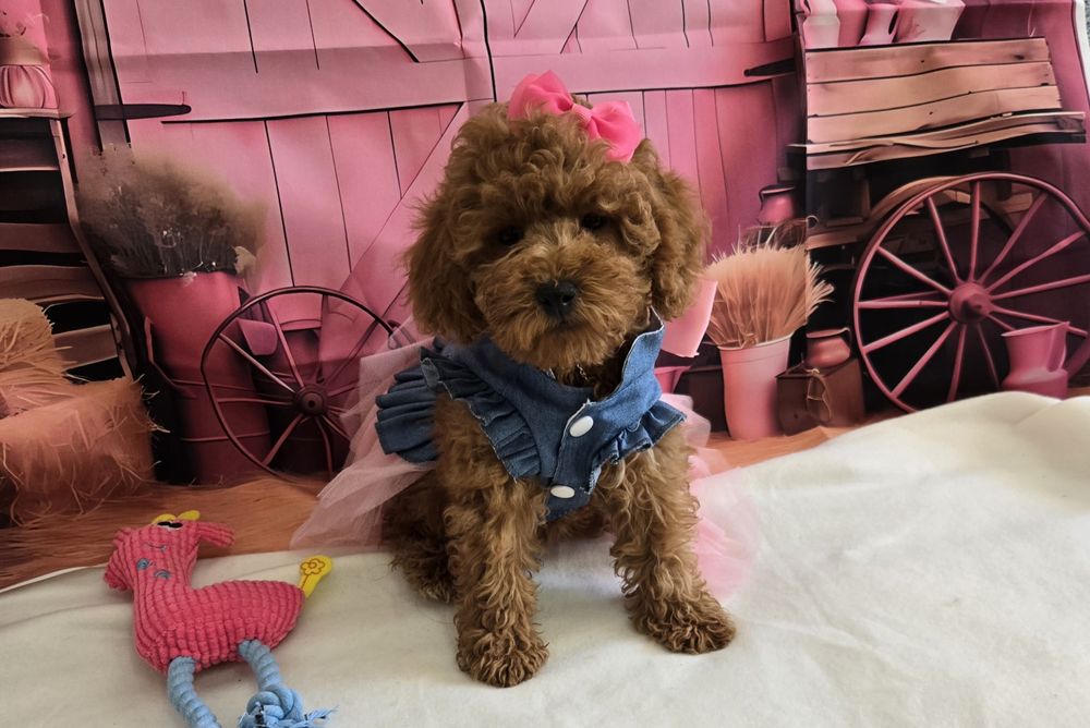 Пудел той/мини Poodle toy с родословие