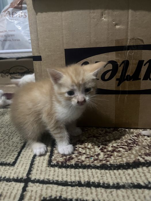 Котята 1 месяц