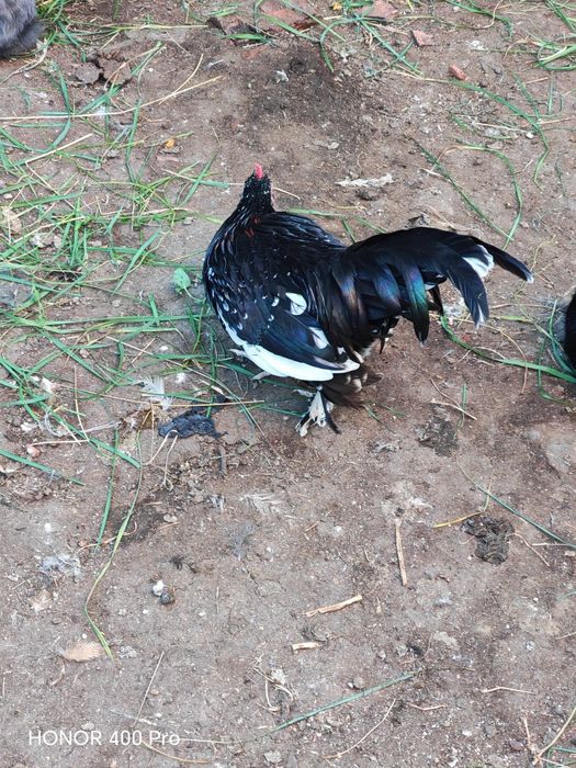 Disponibili cocoși mii de flori