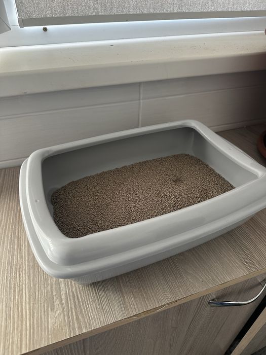 шотландский вислоухий котенок