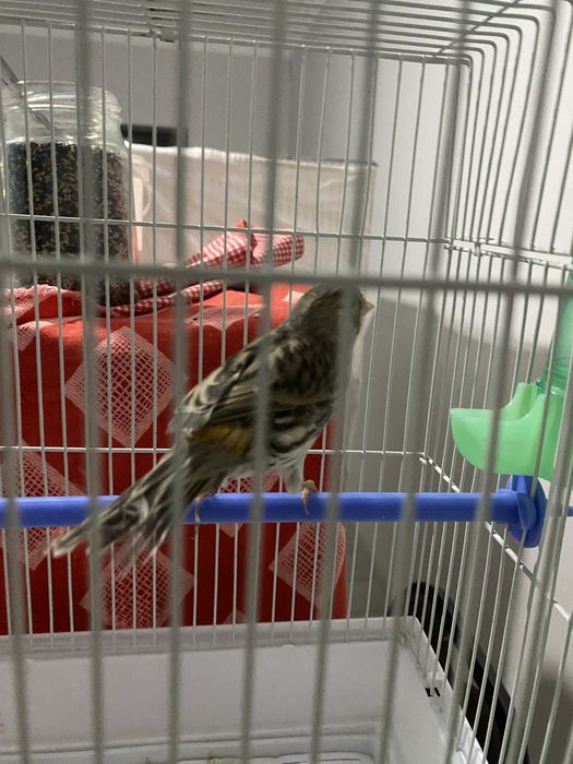 Канарейка мода  самка